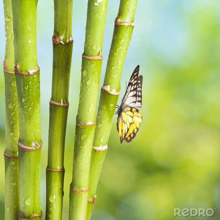 Poster Schmetterling auf Bambus