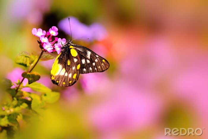 Poster Schmetterling auf einem unscharfen Hintergrund