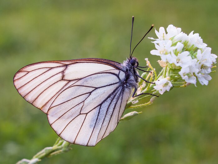 Poster Schmetterling auf einem Zweig