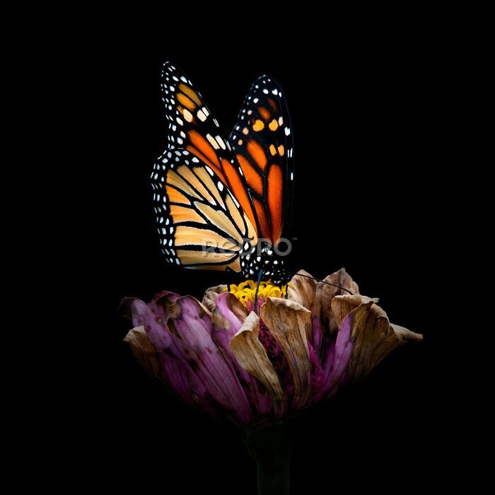 Poster Schmetterling auf einer Blume auf schwarzem Hintergrund