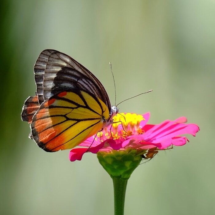 Poster Schmetterling auf einer Blume sitzend