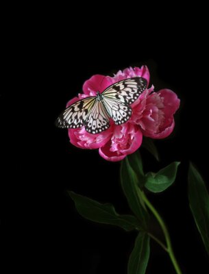 Poster Schmetterling auf einer rosa Blume