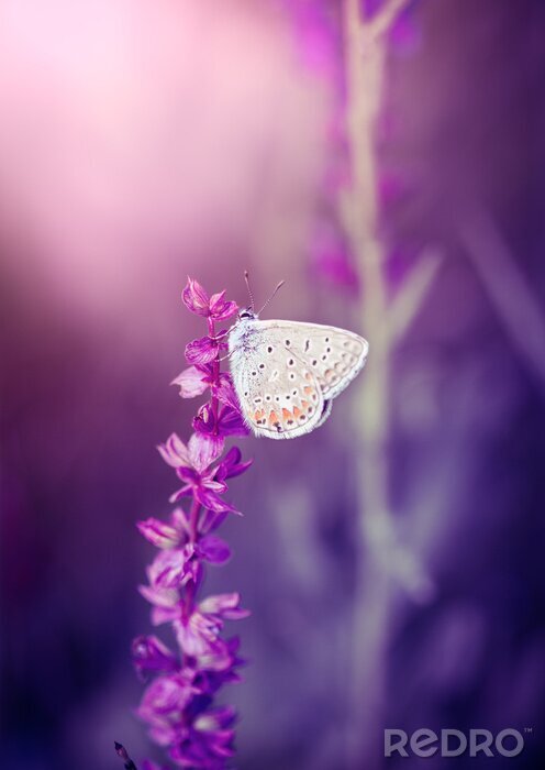 Poster Schmetterling auf einer violetten Blume