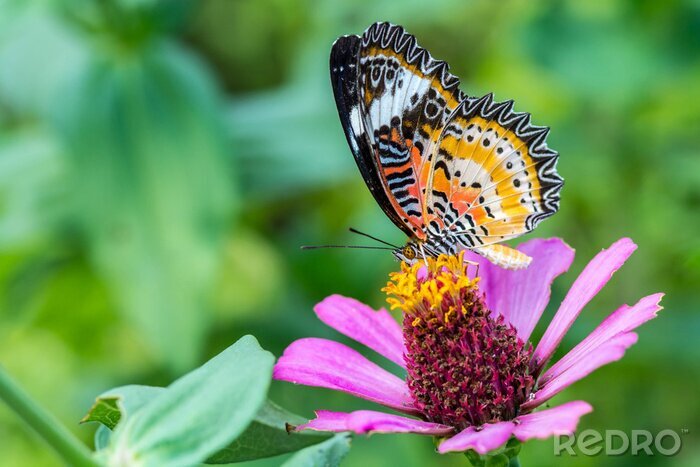Poster Schmetterling auf einer Zinnienblüte