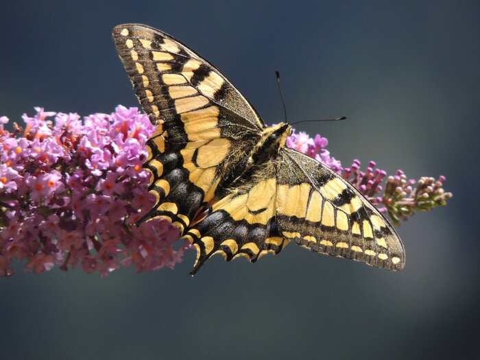 Poster Schmetterling auf Flieder