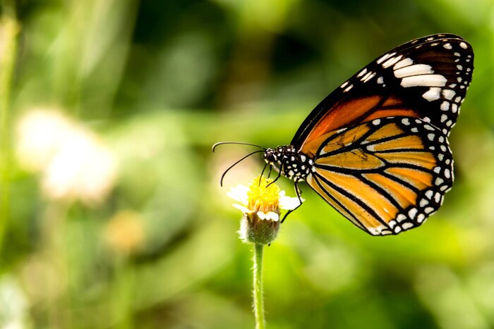 Poster Schmetterling auf Pflanze