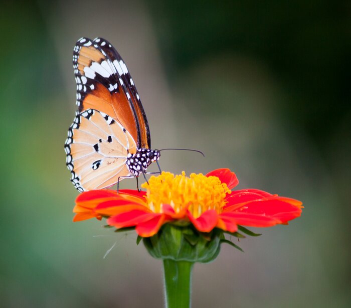 Poster Schmetterling auf roter Blume