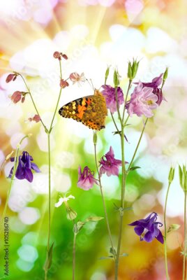 Poster Schmetterling auf Wildblumen