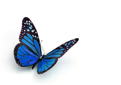 Schmetterling mit erhobenen Flügeln