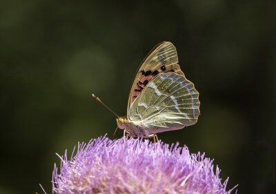 Schmetterling mit gefalteten Flügeln