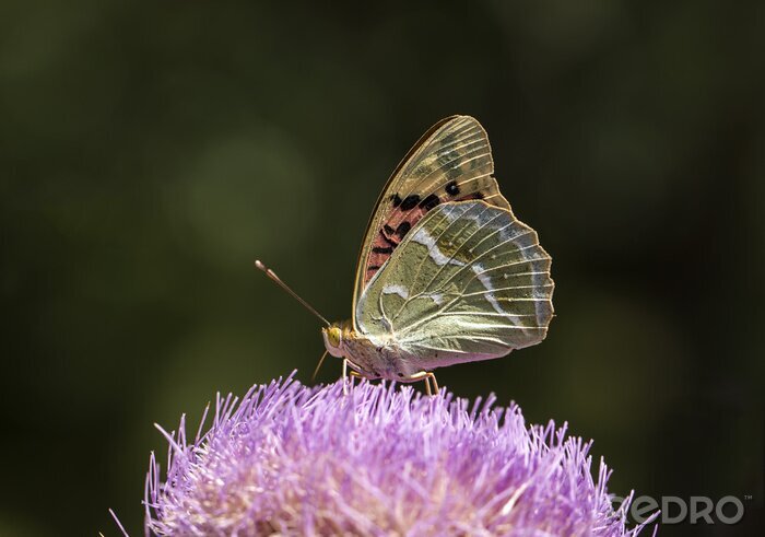 Poster Schmetterling mit gefalteten Flügeln
