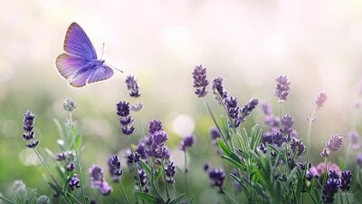 Schmetterling über violetten Lavendelblüten