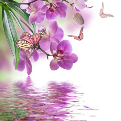 Schmetterling und Orchideen über Wasser