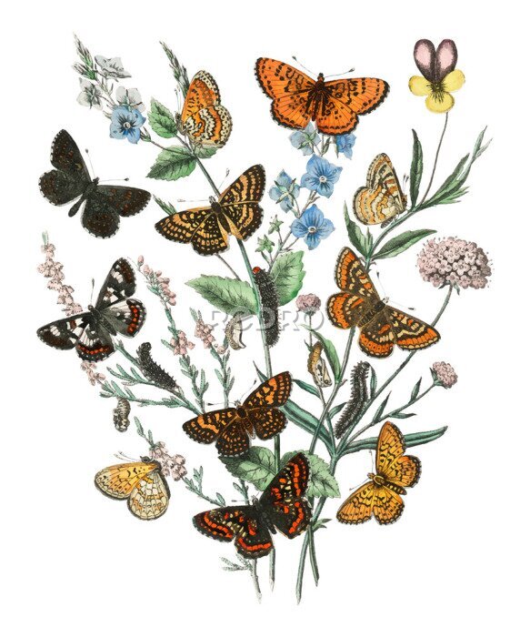 Poster Schmetterlinge auf Pflanzenzweigen
