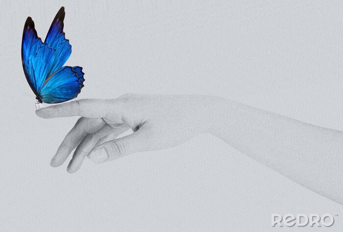 Poster Schmetterlinge Blau auf einer Hand sitzend