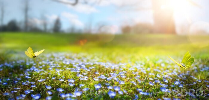 Poster Schmetterlinge über Frühlingswiese
