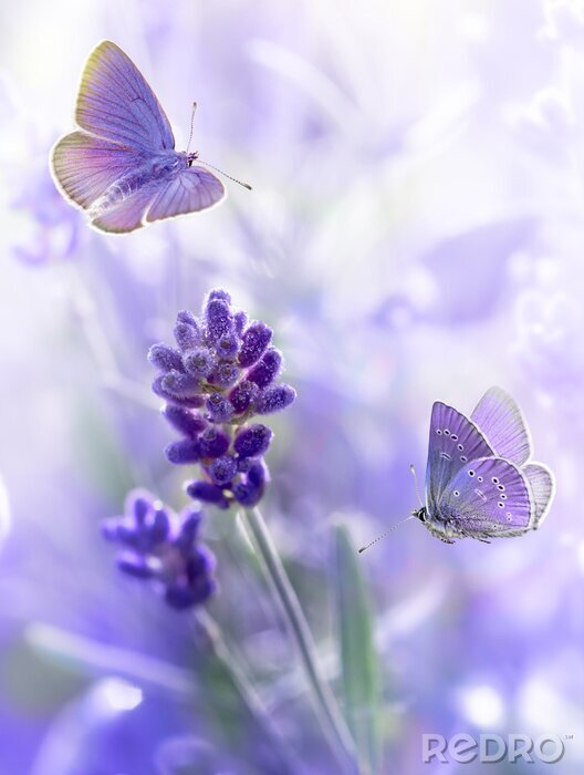 Poster Schmetterlinge über Lavendel