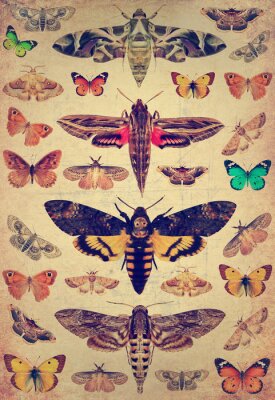 Poster Schmetterlinge und Motten in Retro-Gravur