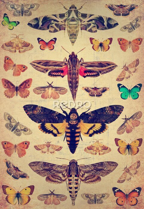 Poster Schmetterlinge und Motten in Retro-Gravur