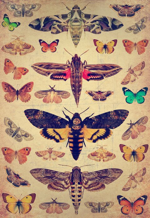 Poster Schmetterlinge und Motten in Retro-Gravur