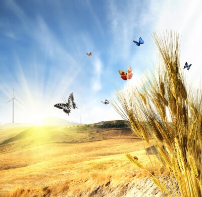 Poster Schmetterlinge und Weizen auf einem Hintergrund von Feldern