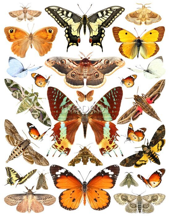 Poster Schmetterlingsatlas Seite