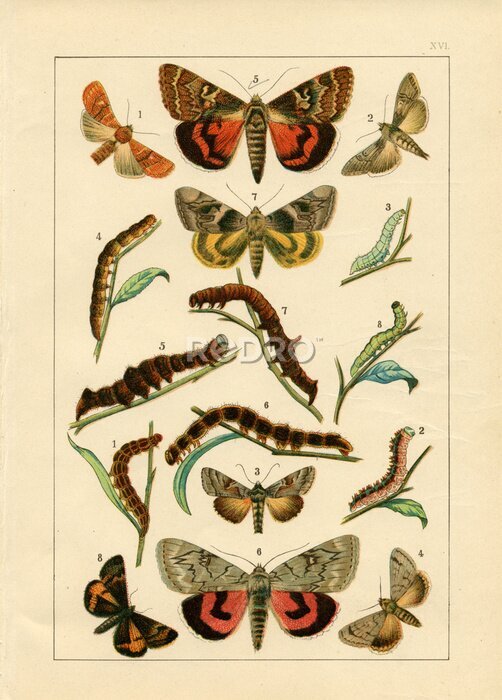 Poster Schmetterlingsentwicklungszyklus