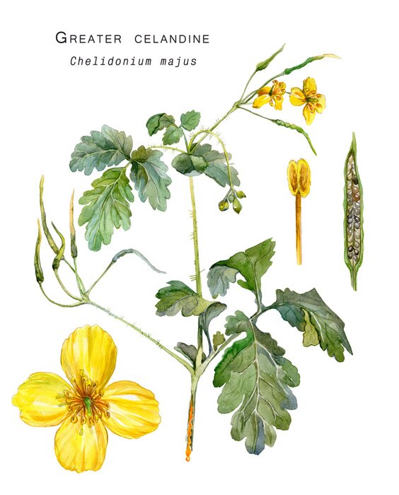 Poster Schöllkraut bunte botanische Illustration
