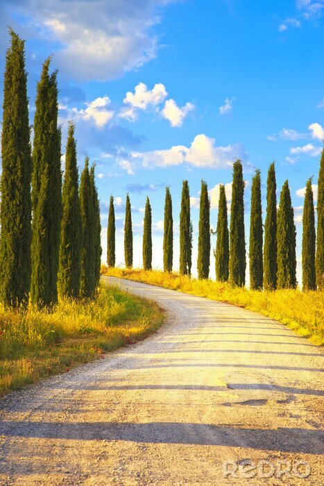 Poster Schöne Allee in der Toskana mit Bäumen