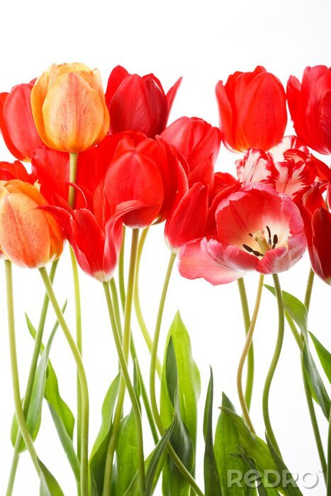 Poster Schöne Frühlingsblumen