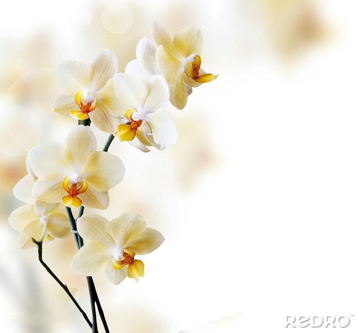 Poster Schöne Orchideenblüten auf unscharfem Hintergrund