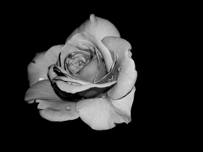 Poster Schöne Rose auf schwarzem Hintergrund