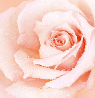 Poster Schöne Rose mit Wassertropfen
