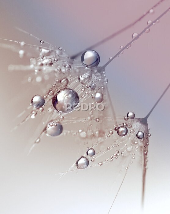 Poster Schöne Tautropfen auf einem Löwenzahn-Samen Makro. Schöne blauen Hintergrund. Große goldene Tautropfen auf einem Fallschirm Löwenzahn. Weiche verträumte zärtliche künstlerische Bildform.