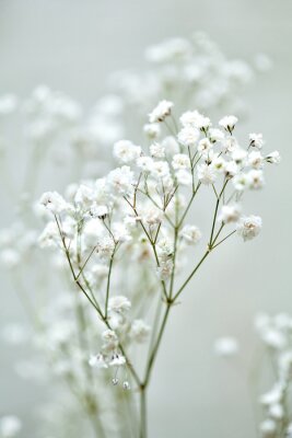 Poster Schöne weiße Blüten von Schleierkraut
