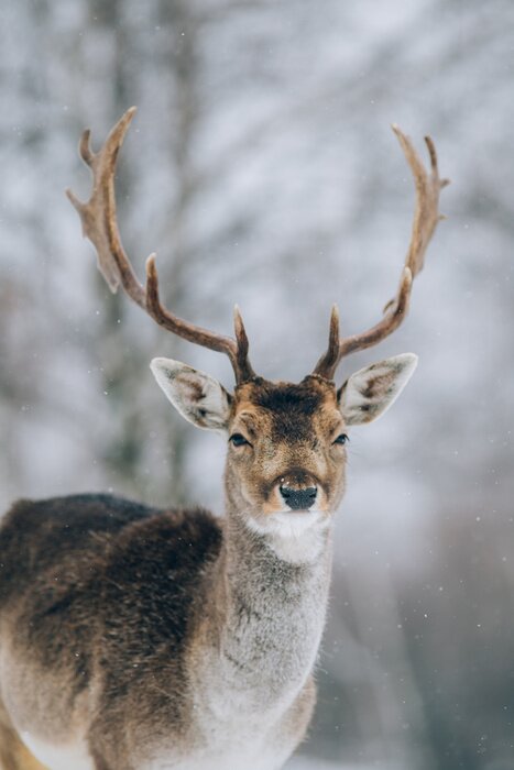 Poster Schöner junger Rehbock im Winter