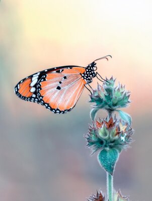Poster Schöner orangefarbener Schmetterling auf einer Blume sitzend