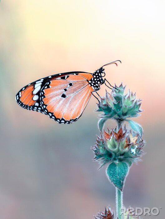 Poster Schöner orangefarbener Schmetterling auf einer Blume sitzend