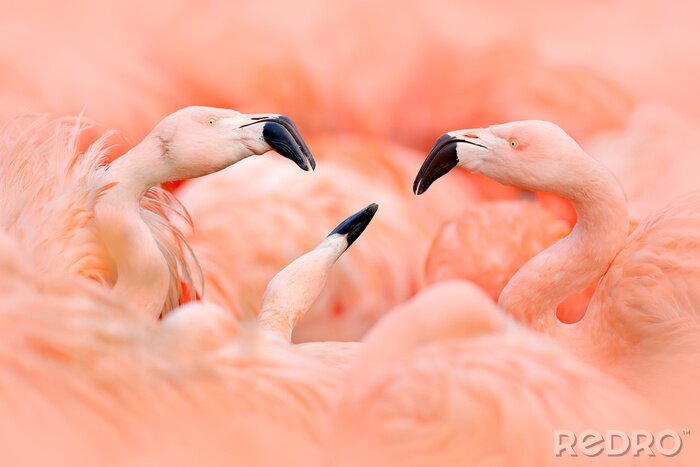Poster Schönes muster mit flamingos