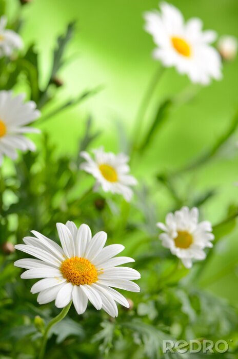Poster Schönheit der Natur