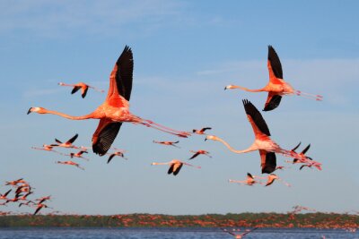 Poster Schwarm von Flamingos fliegend