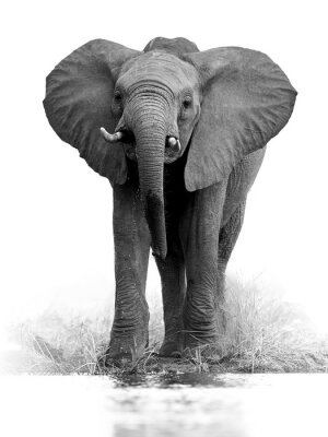 Schwarz-Weiß-Foto eines afrikanischen Elefanten