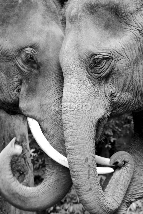 Poster Schwarz-Weiß-Foto von zwei Elefanten