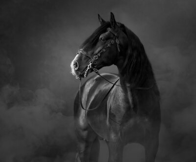 Schwarz-weiß Pferde Pferd m Nebel
