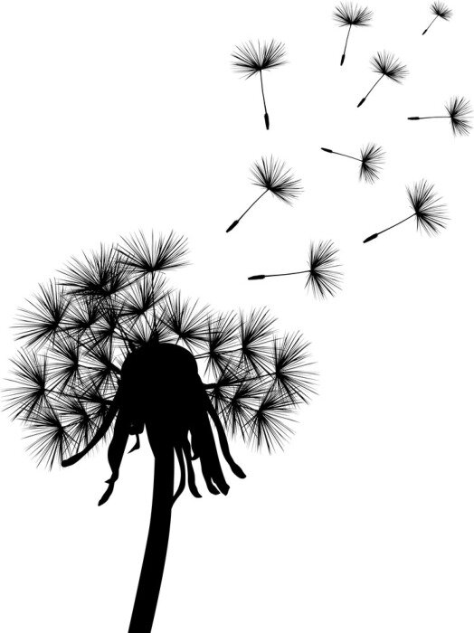 Poster Schwarz-weiß Pusteblume