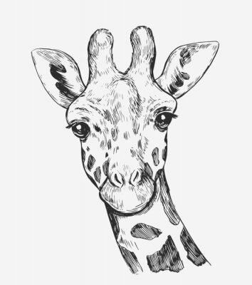 Poster Schwarz-Weiß-Skizze des Kopfes einer Giraffe