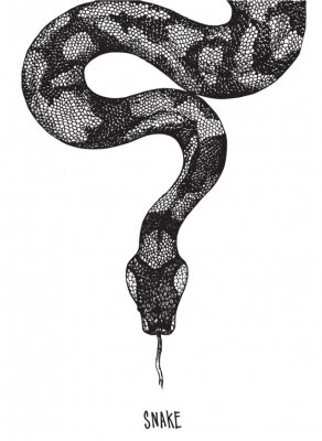 Schwarz-Weiß-Zeichnung einer Schlange mit herausgestreckter Zunge