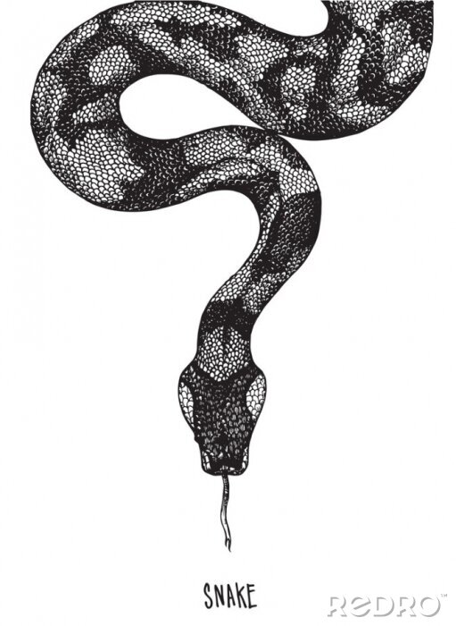 Poster Schwarz-Weiß-Zeichnung einer Schlange mit herausgestreckter Zunge