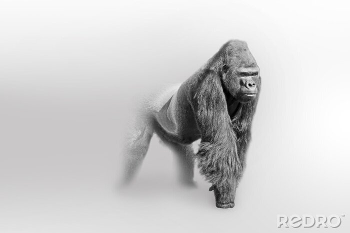 Poster Schwarz-Weiß-Zeichnung mit einem männlichen Gorilla