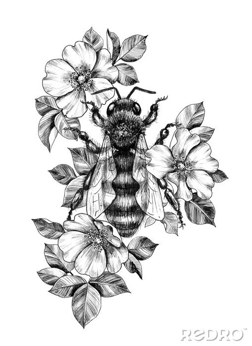 Poster Schwarz-weiße Biene auf einer Wildrosenblüte